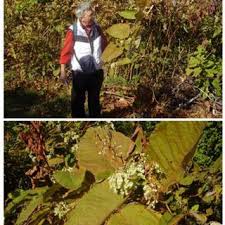 Attēlu rezultāti vaicājumam “Reynoutria sachalinensis fruit”