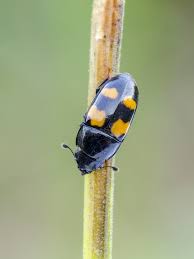 Attēlu rezultāti vaicājumam “Glischrochilus quadripunctatus”