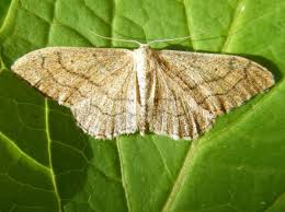 Attēlu rezultāti vaicājumam “Idaea aversata”