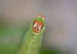 Attēlu rezultāti vaicājumam “Thalera fimbrialis”