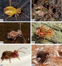 Attēlu rezultāti vaicājumam “Ptenothrix sp.”