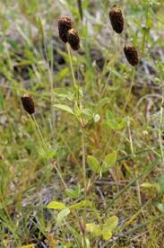 Attēlu rezultāti vaicājumam “Trifolium spadiceum”