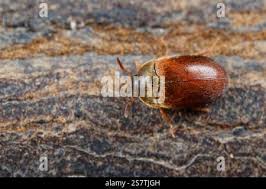 Attēlu rezultāti vaicājumam “Attagenus smirnovi”