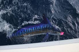 Image result for Makaira nigricans