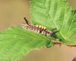 Attēlu rezultāti vaicājumam “Orgyia antiqua”