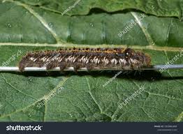 Attēlu rezultāti vaicājumam “Euthrix potatoria cocoon”