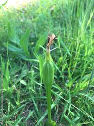 Attēlu rezultāti vaicājumam “Sylvicola sp.”