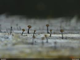 Attēlu rezultāti vaicājumam “Chaenotheca brunneola”