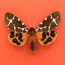 Attēlu rezultāti vaicājumam “Arctia caja”