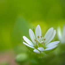 Attēlu rezultāti vaicājumam “Stellaria longifolia flower”