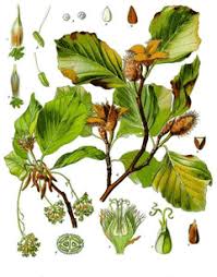 Attēlu rezultāti vaicājumam “Fagus sylvatica fo. laciniata bud”