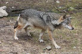 Attēlu rezultāti vaicājumam “Canis lupus”