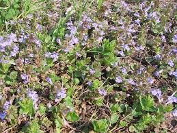 Image result for Glechoma hederacea