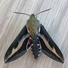 Attēlu rezultāti vaicājumam “Hyles gallii”