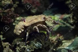 Image result for Scyllarides latus