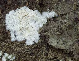 Attēlu rezultāti vaicājumam “Trechispora mollusca”