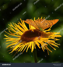 Attēlu rezultāti vaicājumam “Argynnis paphia male”