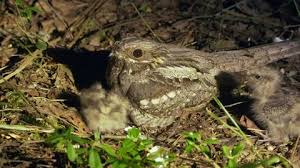 Attēlu rezultāti vaicājumam “Caprimulgus europaeus egg”