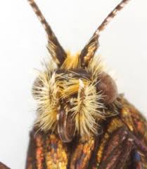 Attēlu rezultāti vaicājumam “Adela cuprella”