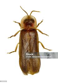 Attēlu rezultāti vaicājumam “Lampyridae”