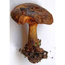 Attēlu rezultāti vaicājumam “Boletales”