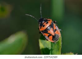 Attēlu rezultāti vaicājumam “Eurydema dominulus imago”