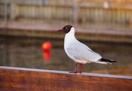 Attēlu rezultāti vaicājumam “Larus ridibundus”