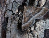 Attēlu rezultāti vaicājumam “Larentia clavaria”