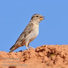 Image result for Petronia petronia