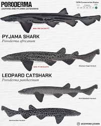 Image result for Poroderma pantherinum