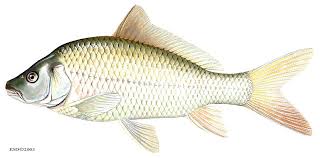 Image result for Carpiodes cyprinus