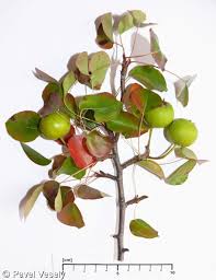 Attēlu rezultāti vaicājumam “Pyrus pyraster”