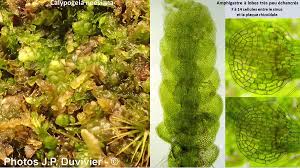 Attēlu rezultāti vaicājumam “Calypogeia neesiana”