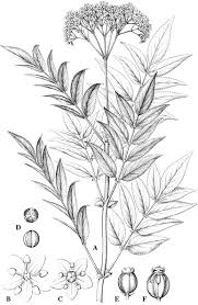 Attēlu rezultāti vaicājumam “Adoxaceae”