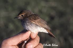 Image result for Luscinia sibilans