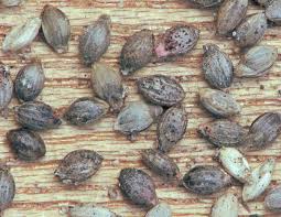 Attēlu rezultāti vaicājumam “Setaria viridis fruit”