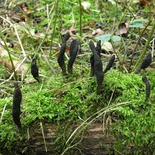Attēlu rezultāti vaicājumam “Xylaria longipes”
