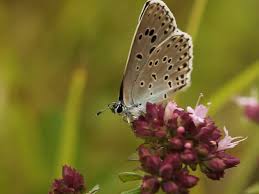 Attēlu rezultāti vaicājumam “Phengaris arion upperside”