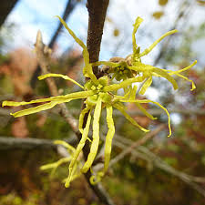 Attēlu rezultāti vaicājumam “Hamamelis virginiana bud”