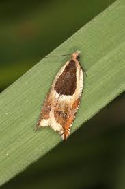 Attēlu rezultāti vaicājumam “Ancylis badiana”