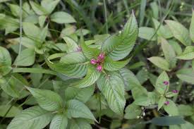 Attēlu rezultāti vaicājumam “Impatiens glandulifera leaf”