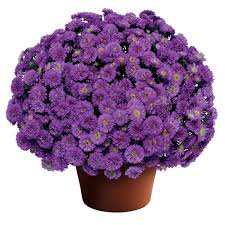 Image result for Aster novi-belgii
