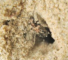 Attēlu rezultāti vaicājumam “Bembidion litorale”