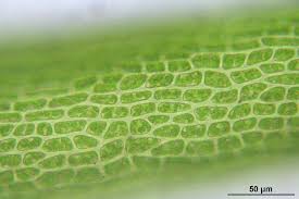 Attēlu rezultāti vaicājumam “Dicranum flagellare”