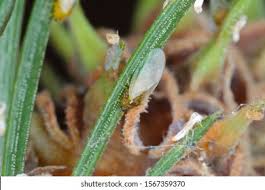 Attēlu rezultāti vaicājumam “Sacchiphantes abietis”