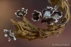 Attēlu rezultāti vaicājumam “Diderma deplanatum sessile”