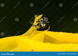 Attēlu rezultāti vaicājumam “Mononychus punctumalbum”