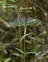 Attēlu rezultāti vaicājumam “Epilobium palustre flower”
