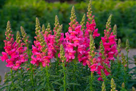 Image result for Antirrhinum majus maximum