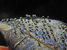Attēlu rezultāti vaicājumam “Craterium aureum spores”